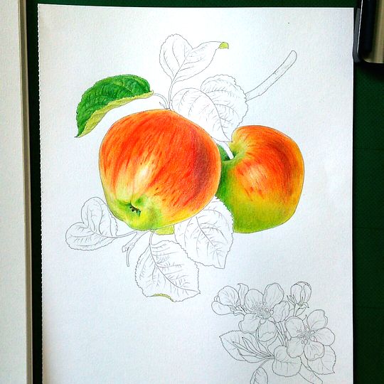 大人の塗り絵 花とフルーツ編 リンゴを塗るpart2 塗り絵のある暮らし