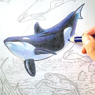 大人の塗り絵 海のファンタジー編 シャチ メイキングpart1 塗り絵のある暮らし