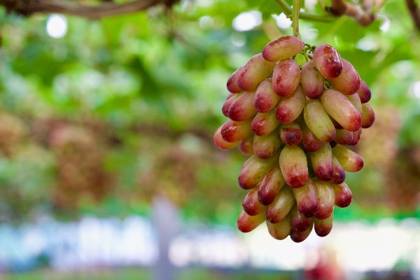 f:id:tamarumo:20210930161825j:plain