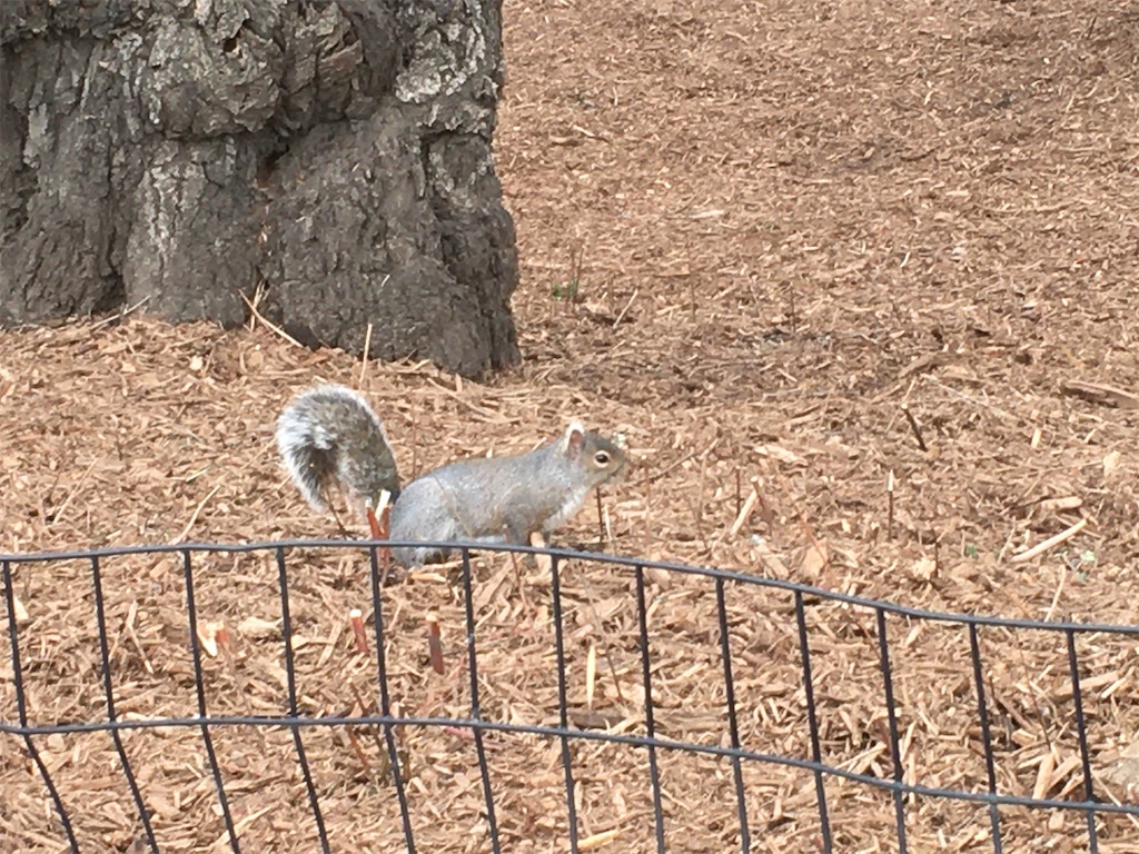 f:id:tamasiro10:20200411191534j:image