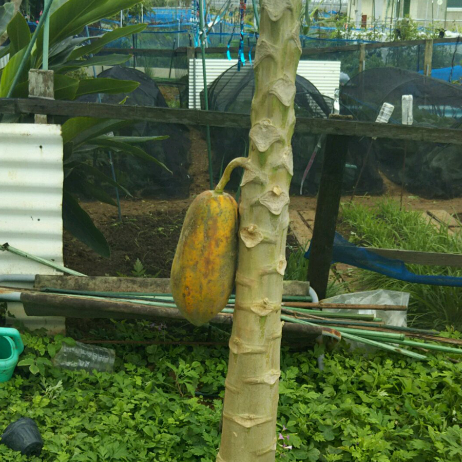 f:id:tamasurf:20210106143505j:plain