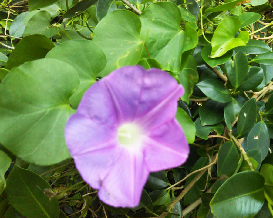 f:id:tamasurf:20210427225718j:plain
