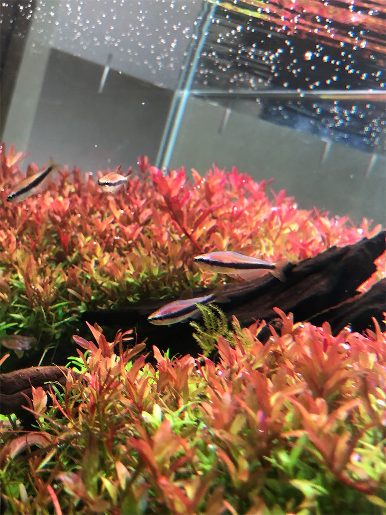 f:id:tamatsux:20221005040528j:image f:id:tamatsux:20221005040528j:image