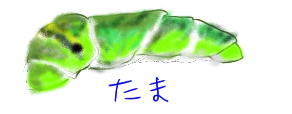 青くない青虫ページ❣️ はらぺこあおむし」はアゲハチョウだって。幼虫の間は、我が家に
