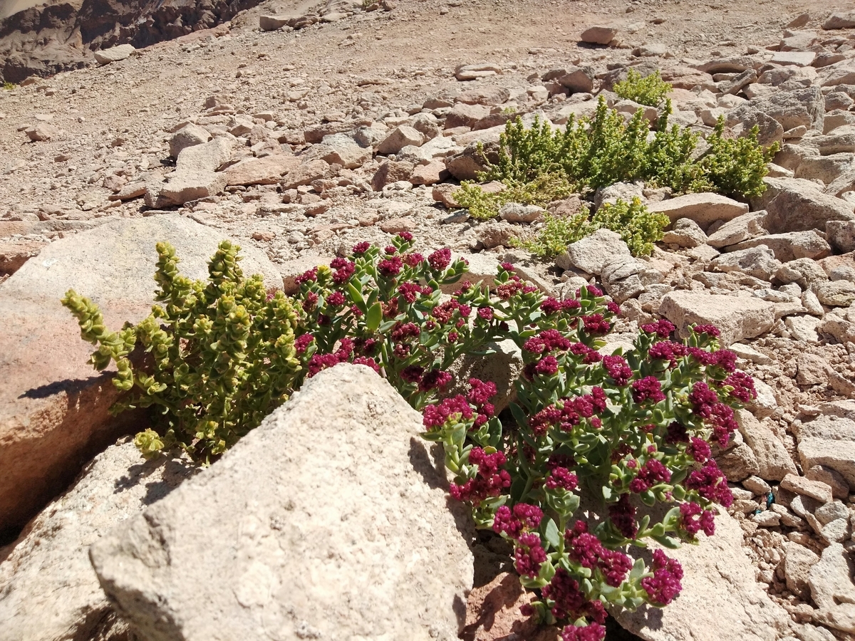 f:id:tamaya523:20190728172330j:plain