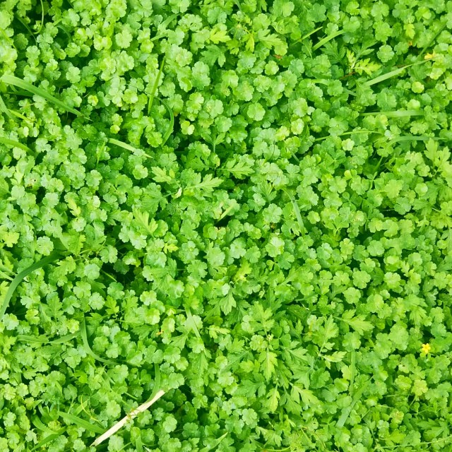 若返りの薬草ゴツコラ 心を豊かにする暮らし 若返りの薬草ゴツコラ 心を豊かにする暮らし