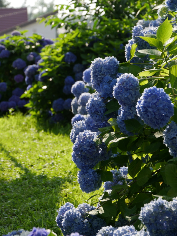 f:id:tamayoshi:20150810223458j:plain