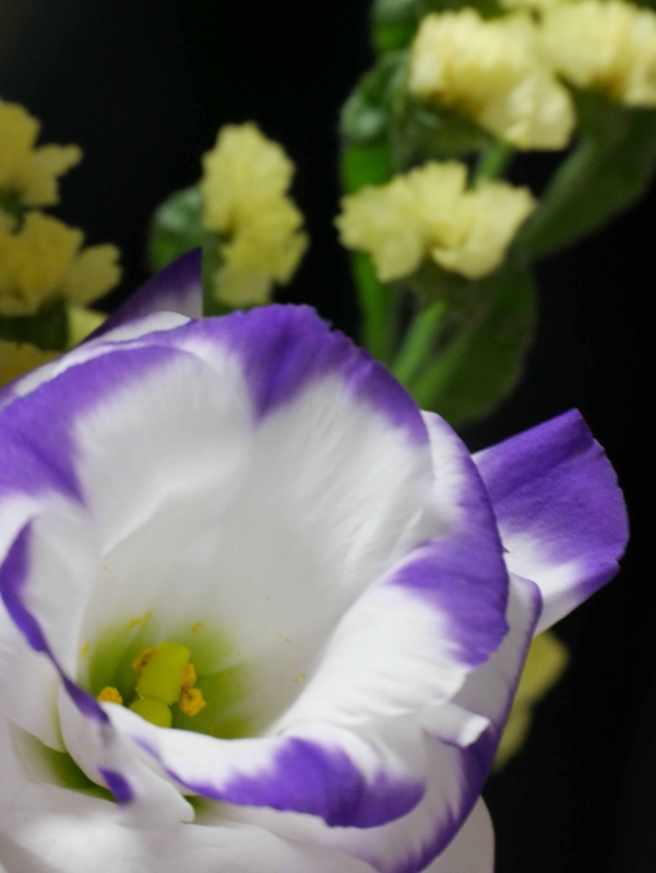 f:id:tamayoshi:20151206212034j:plain f:id:tamayoshi:20151206212034j:plain