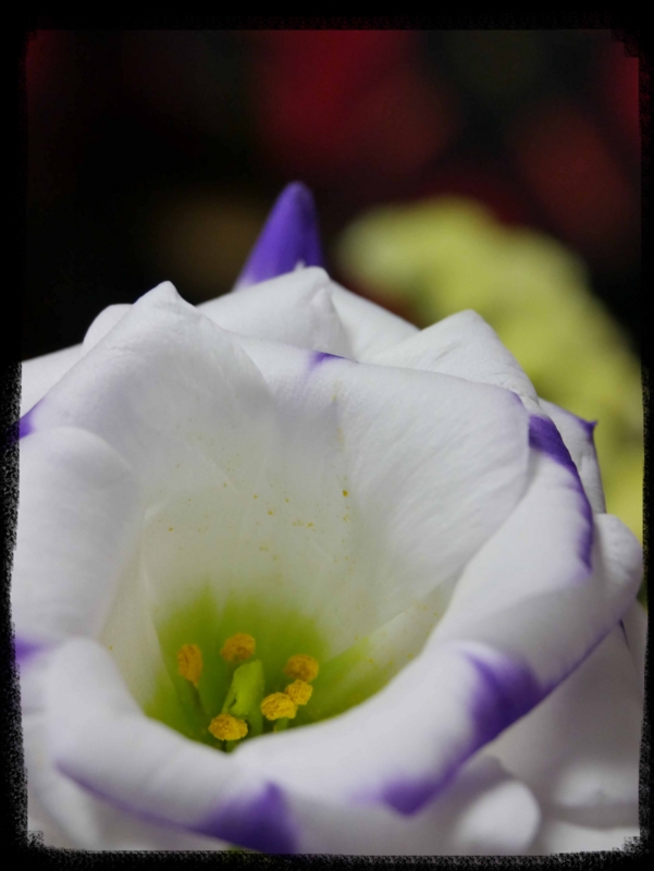 f:id:tamayoshi:20151206212107j:plain