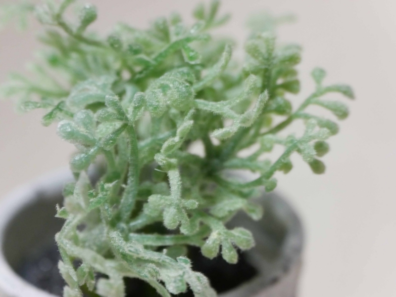 f:id:tamayoshi:20151206212740j:plain f:id:tamayoshi:20151206212740j:plain