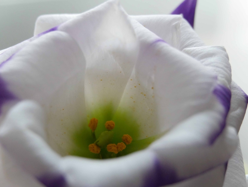 f:id:tamayoshi:20151206212816j:plain f:id:tamayoshi:20151206212816j:plain