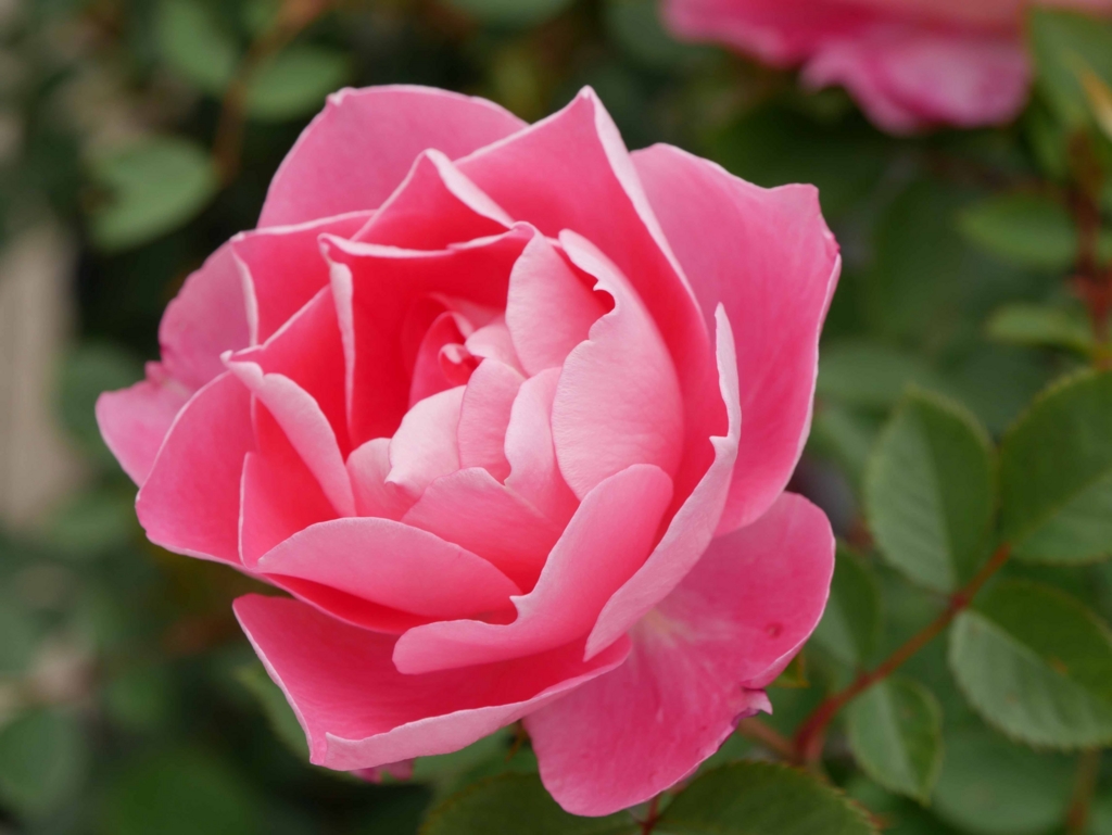 f:id:tamayoshi:20160705202225j:plain f:id:tamayoshi:20160705202225j:plain