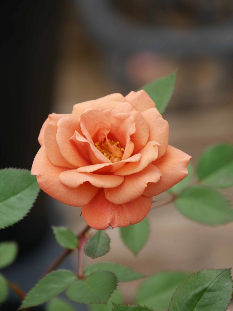 f:id:tamayoshi:20160705202936j:plain f:id:tamayoshi:20160705202936j:plain