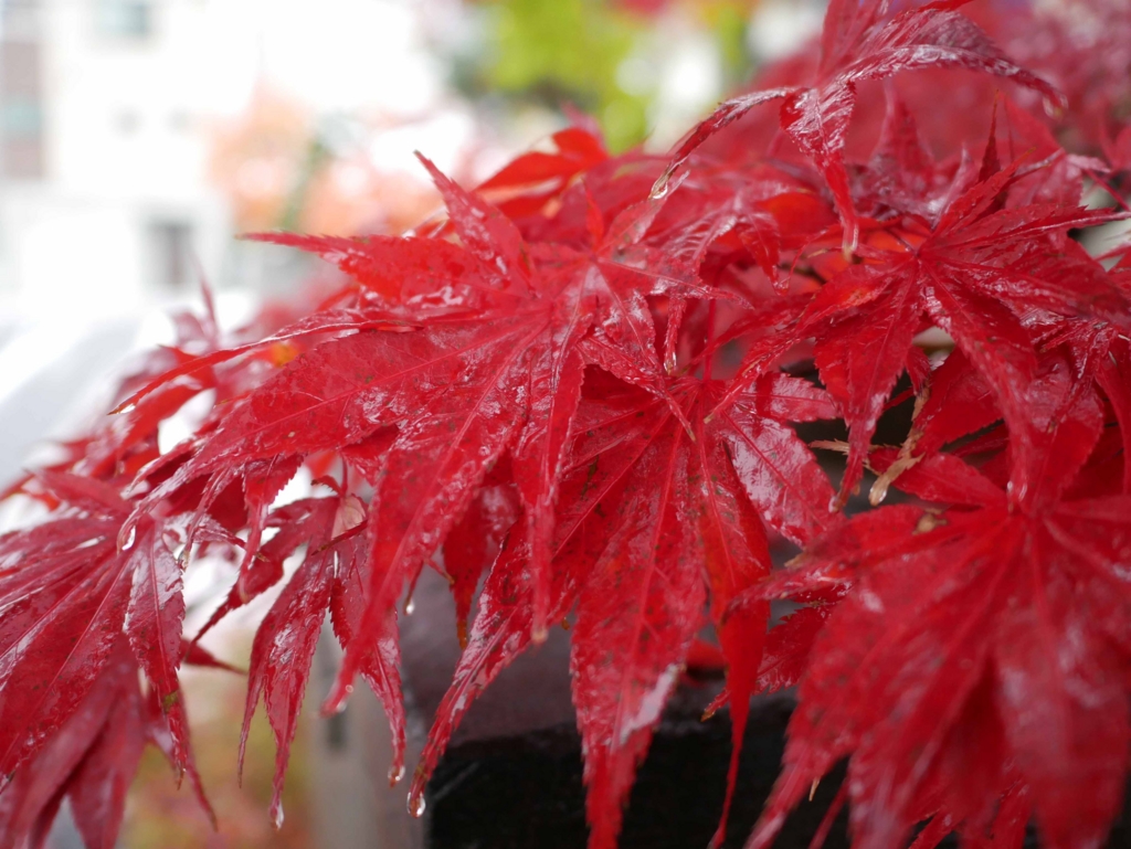 f:id:tamayoshi:20161108191210j:plain