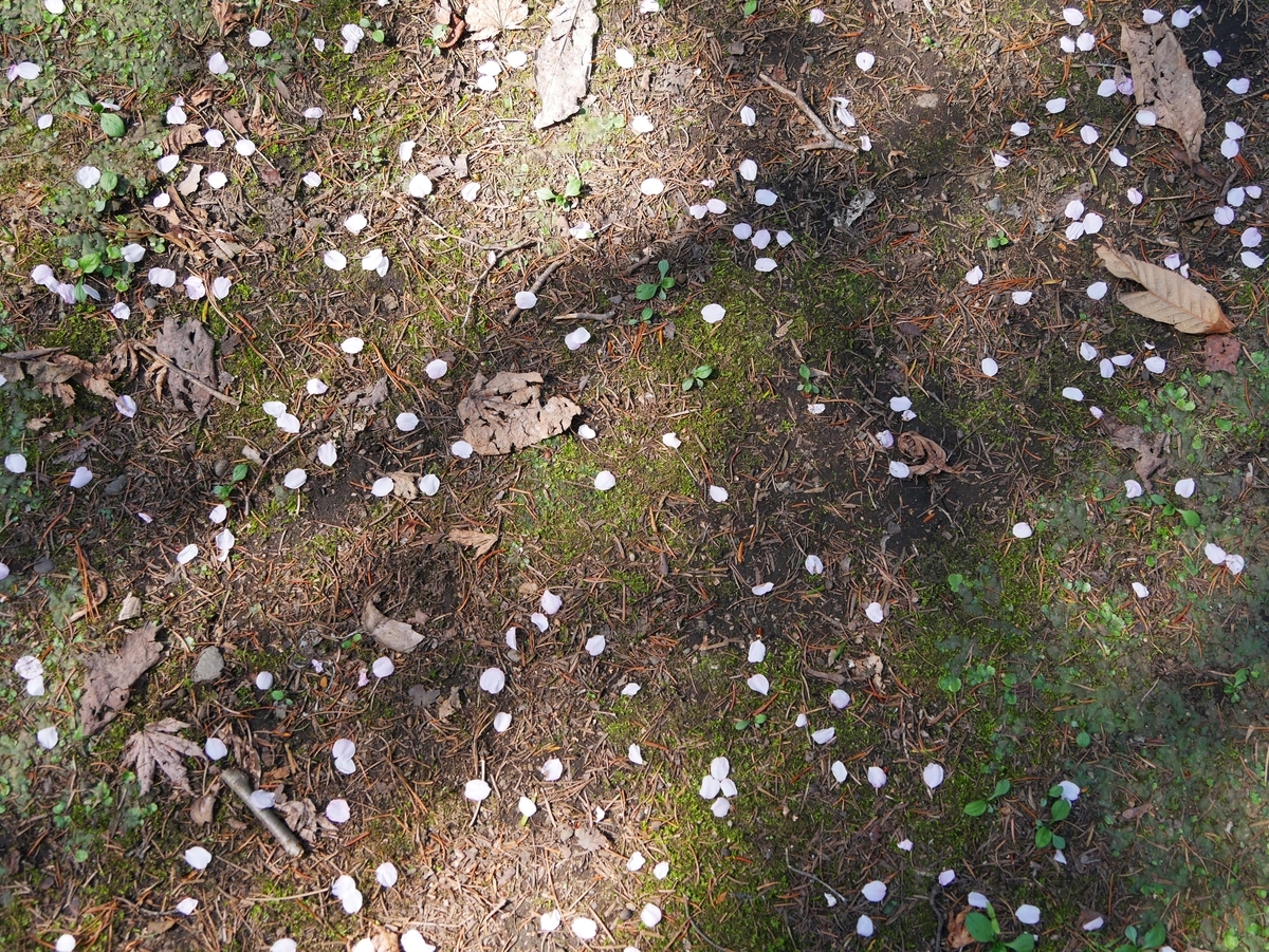 f:id:tamayoshi:20190505174901j:plain