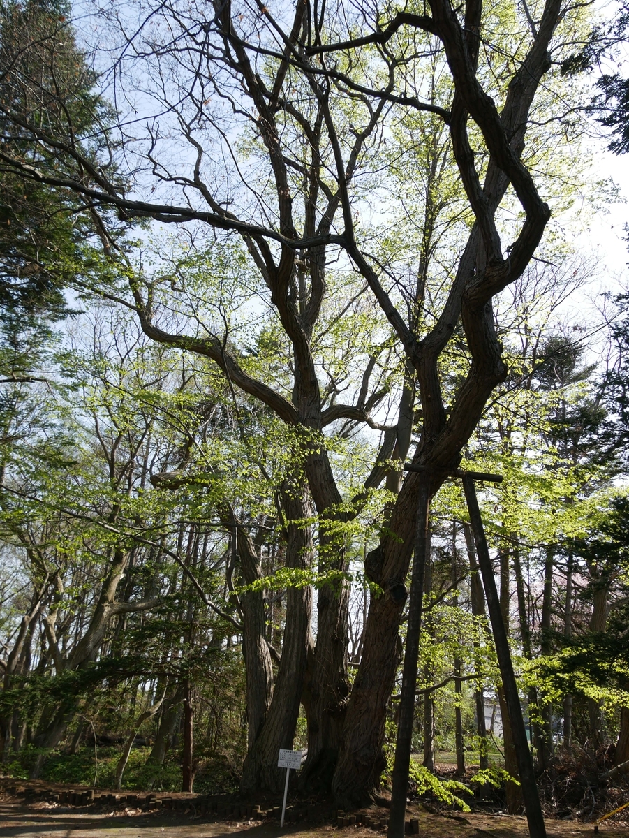 f:id:tamayoshi:20190505174913j:plain