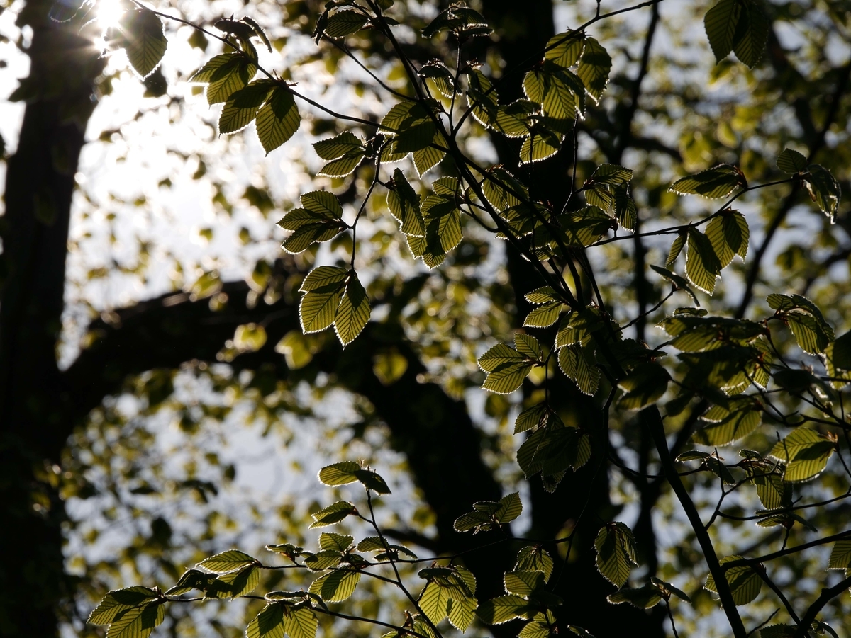 f:id:tamayoshi:20190505174916j:plain