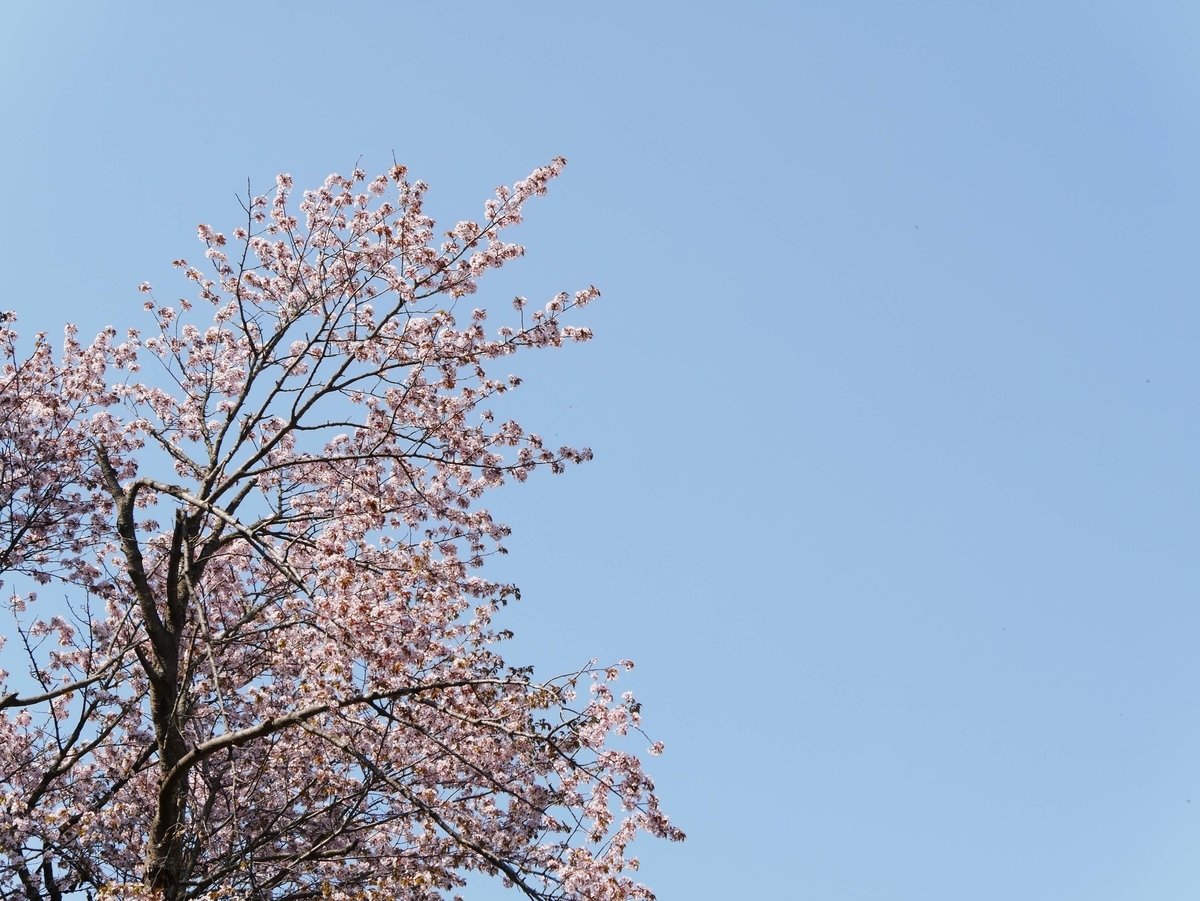 f:id:tamayoshi:20190505174925j:plain