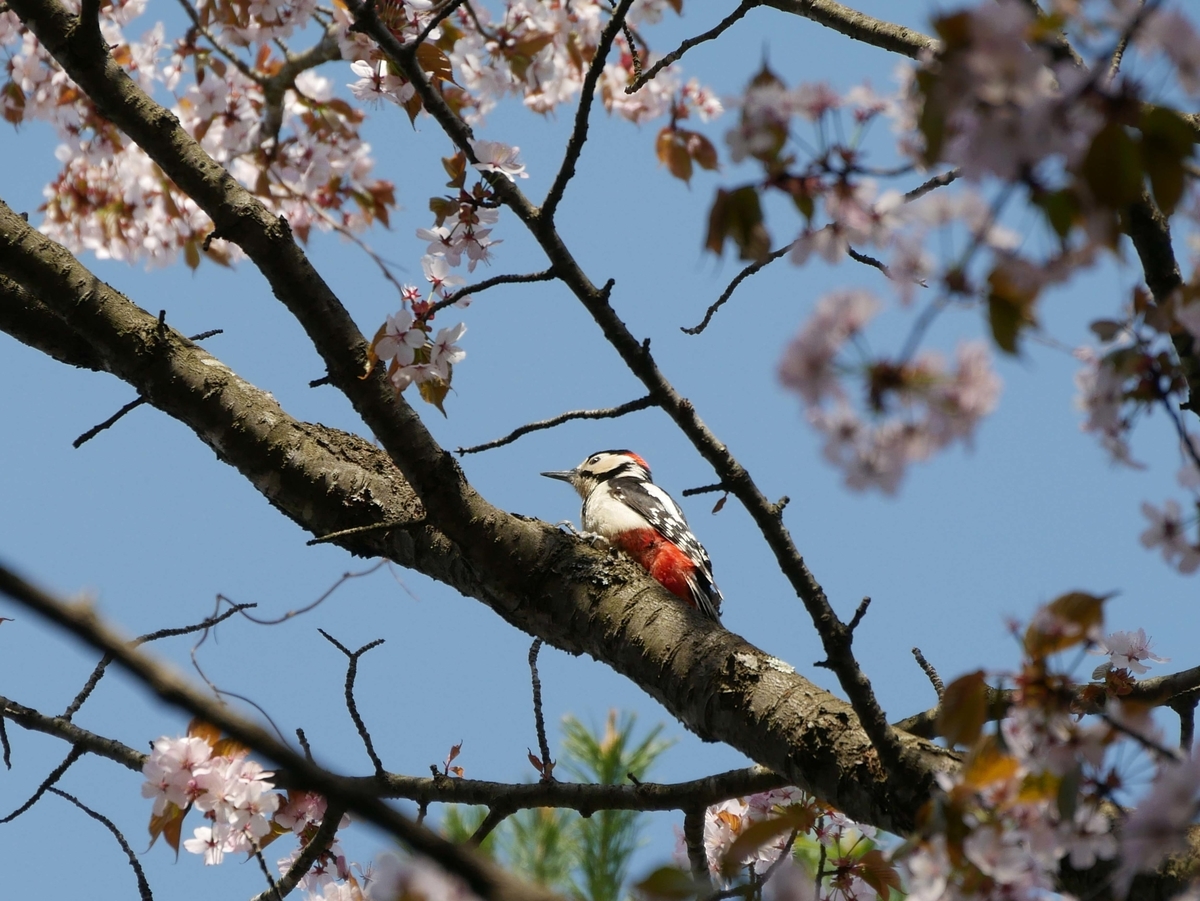 f:id:tamayoshi:20190505175032j:plain