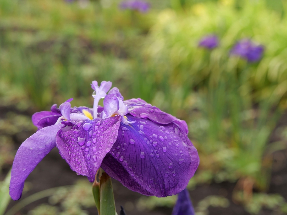 f:id:tamayoshi:20190723210006j:plain f:id:tamayoshi:20190723210006j:plain
