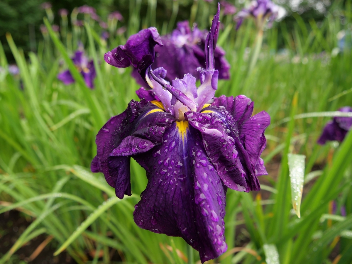 f:id:tamayoshi:20190723210125j:plain f:id:tamayoshi:20190723210125j:plain