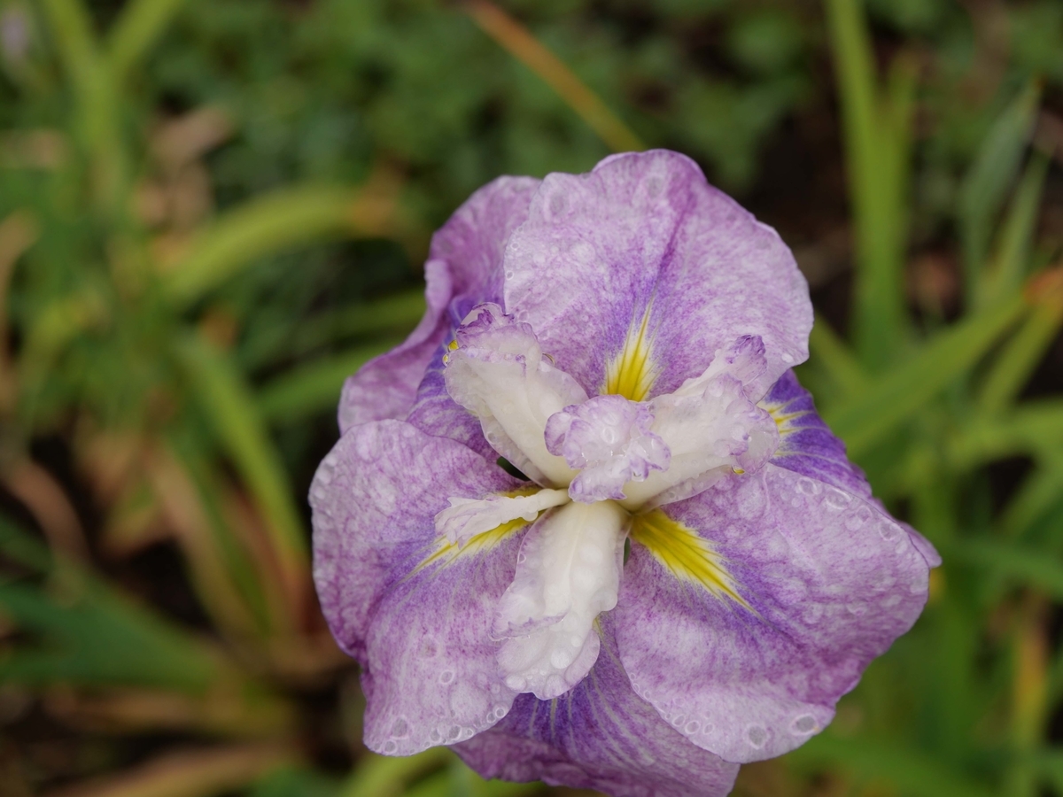 f:id:tamayoshi:20190723210203j:plain f:id:tamayoshi:20190723210203j:plain