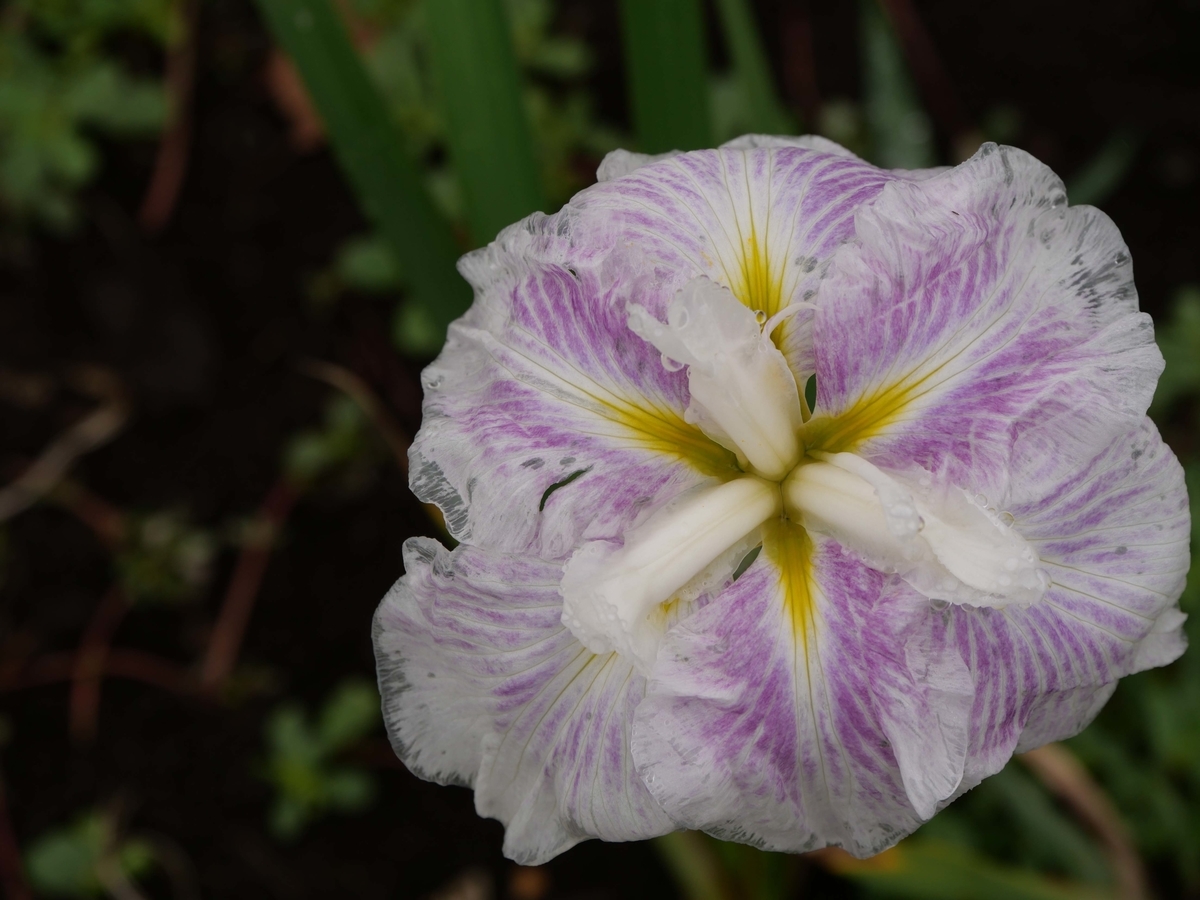 f:id:tamayoshi:20190723210213j:plain f:id:tamayoshi:20190723210213j:plain