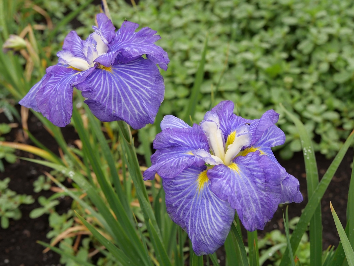f:id:tamayoshi:20190723210245j:plain f:id:tamayoshi:20190723210245j:plain