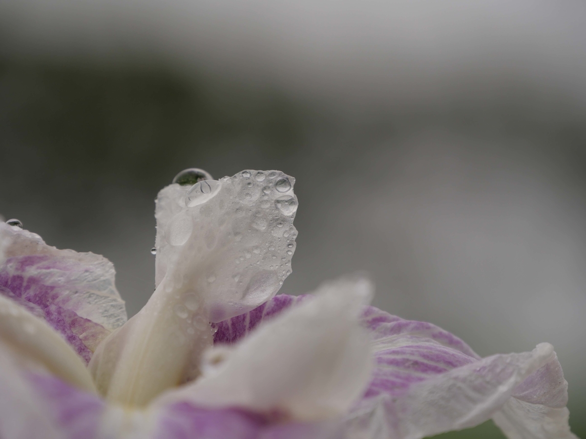 f:id:tamayoshi:20190723234841j:plain f:id:tamayoshi:20190723234841j:plain
