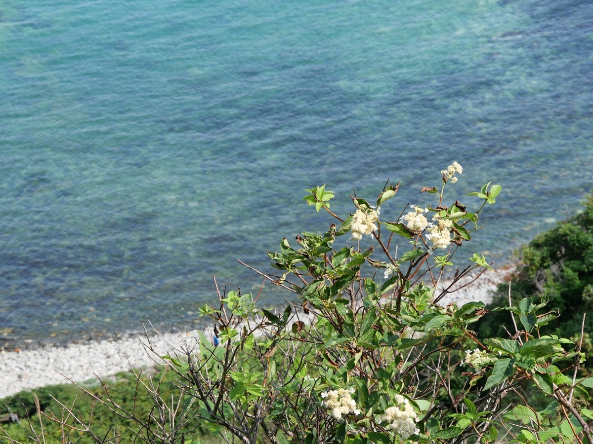 f:id:tamayoshi:20190804114632j:plain f:id:tamayoshi:20190804114632j:plain