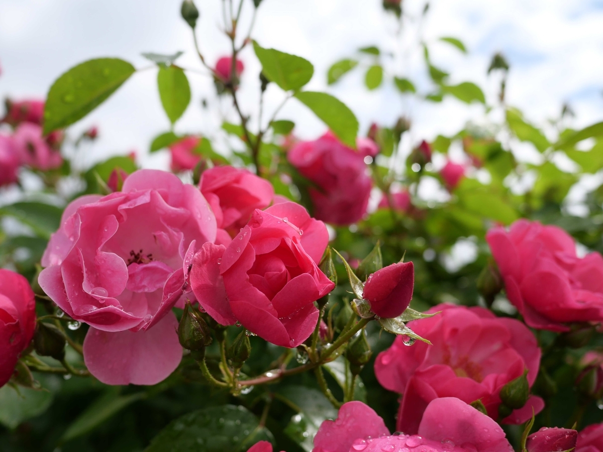 f:id:tamayoshi:20190826211729j:plain