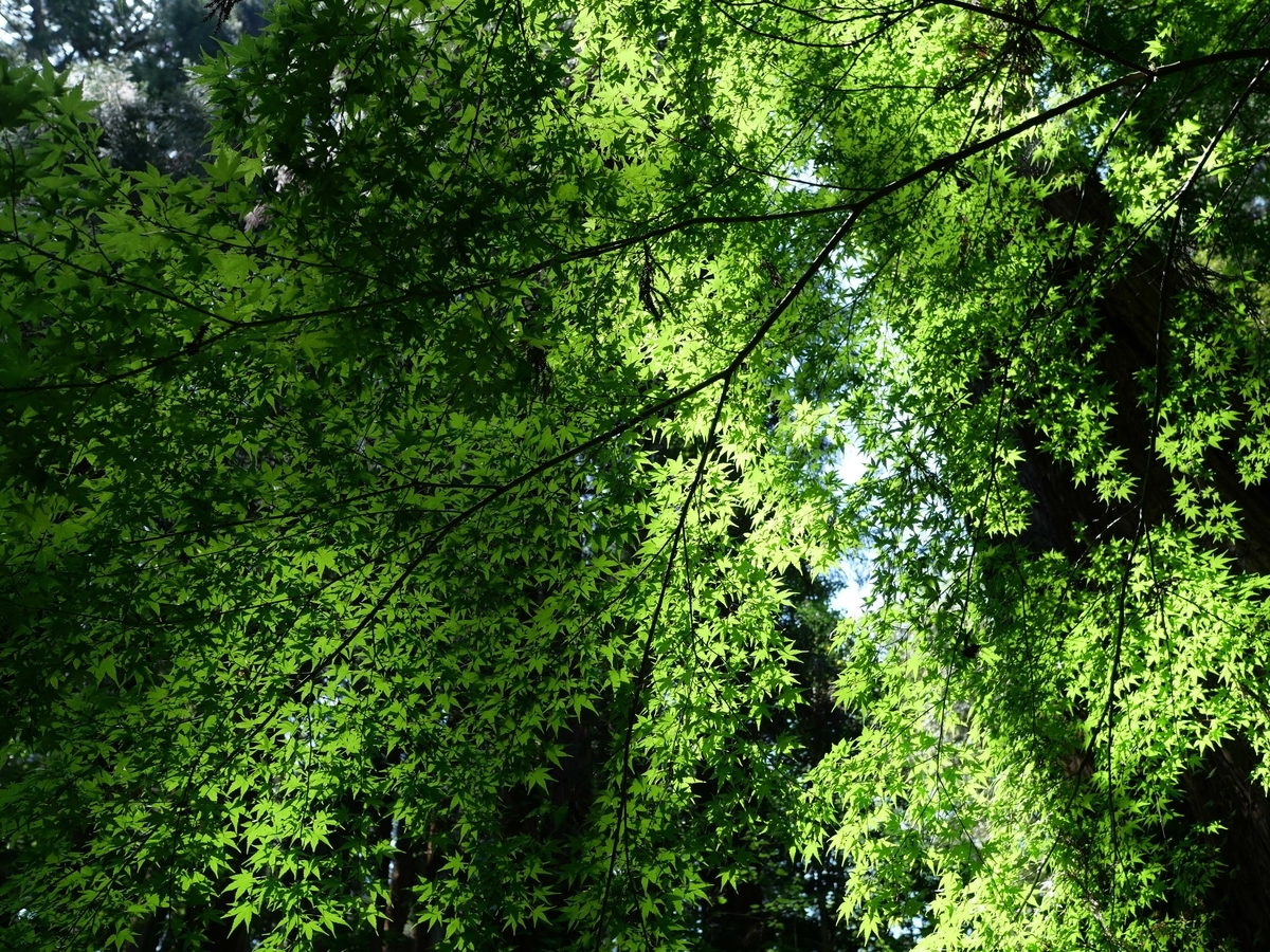 f:id:tamayoshi:20190826211801j:plain