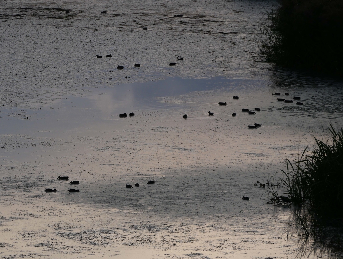 f:id:tamayoshi:20190923172650j:plain f:id:tamayoshi:20190923172650j:plain