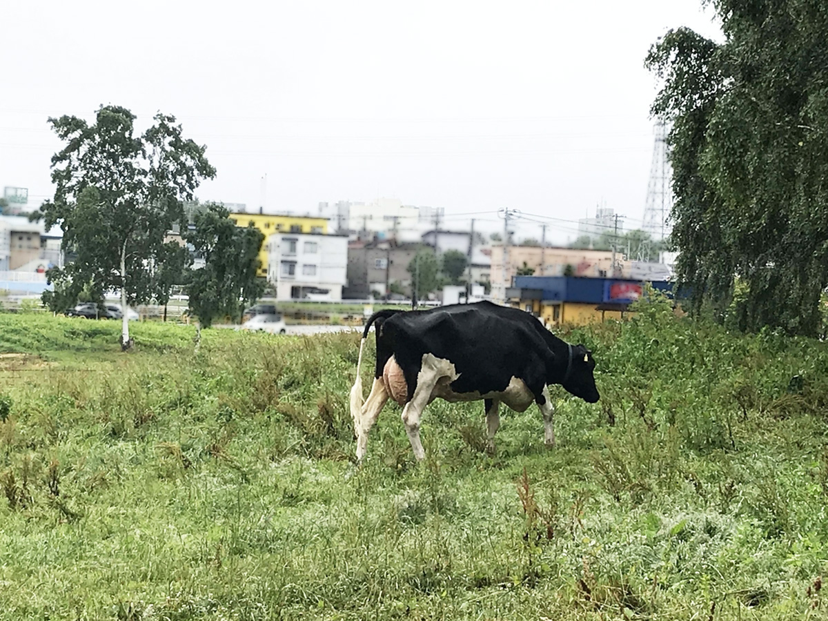 f:id:tamayoshi:20210110133600j:plain