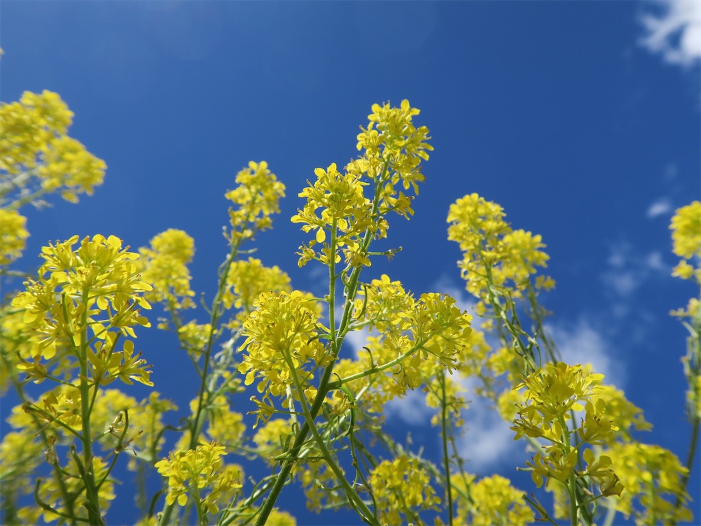 スペイン・サンティアゴ巡礼道の菜の花