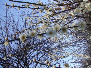 080309_gyoen004.JPG