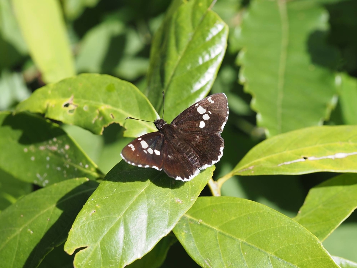 ハニングトンウスバシロチョウ ウスバシロチョウの特徴、分布、生態、写真をご紹介します。｜目に
