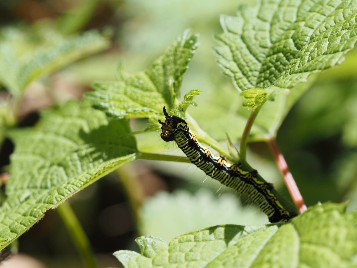 ハニングトンウスバシロチョウ ウスバシロチョウの特徴、分布、生態、写真をご紹介します。｜目に