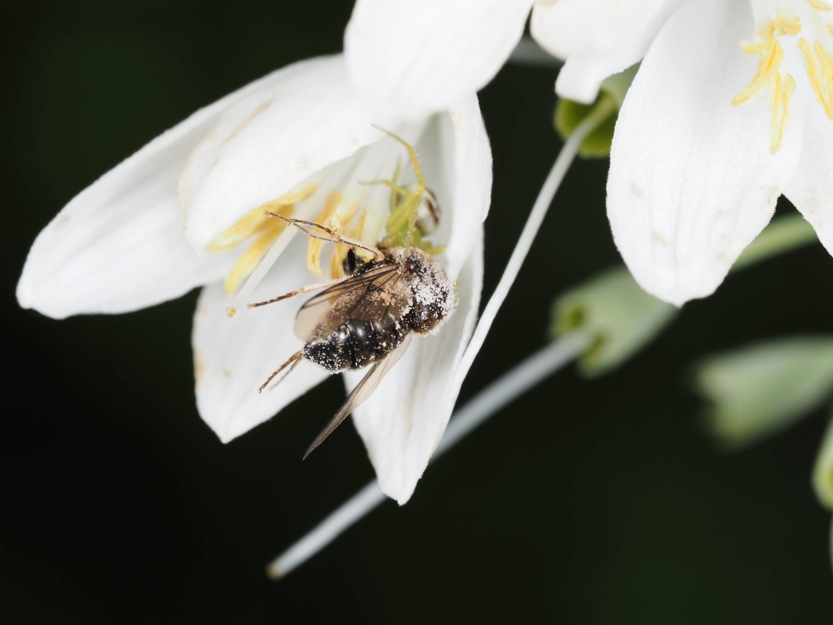ハニングトンウスバシロチョウ ウスバシロチョウの特徴、分布、生態、写真をご紹介します。｜目に