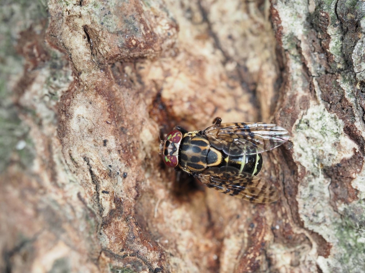 地元夜散歩 2022.05.29 - tame insect diary(仮)