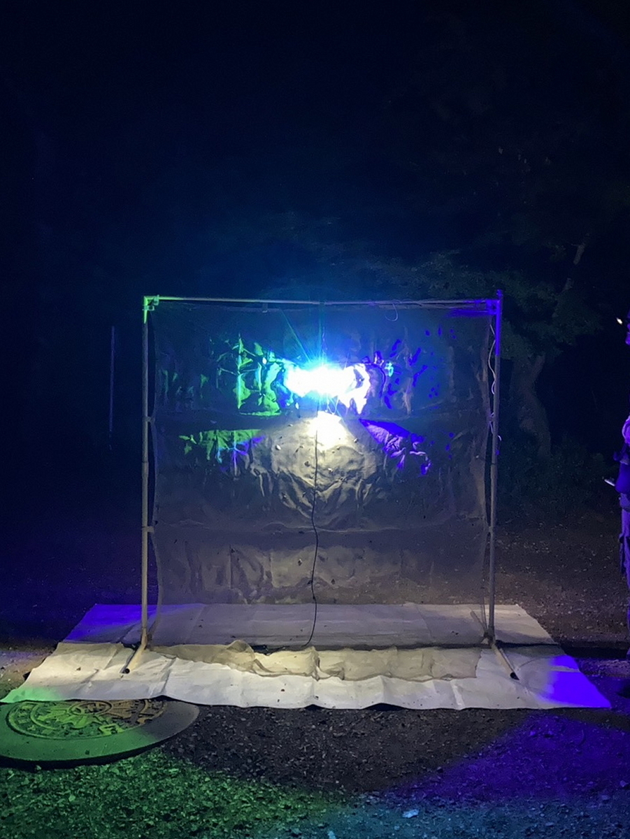 ライトトラップ 高尾散策 後編 - tame insect diary(仮)