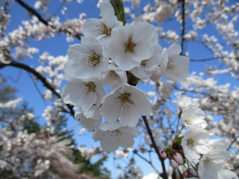 黄砂・桜