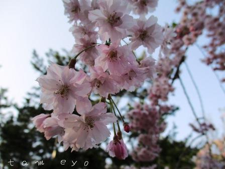 f:id:tameyo:20180501144927j:plain f:id:tameyo:20180501144927j:plain