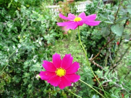 f:id:tameyo:20181008215736j:plain