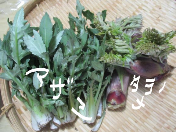アザミ・タラの芽