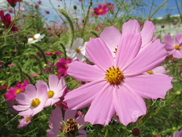 買いだめの心理・不安症