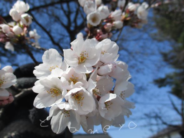 情報漏えい・生命保険会社