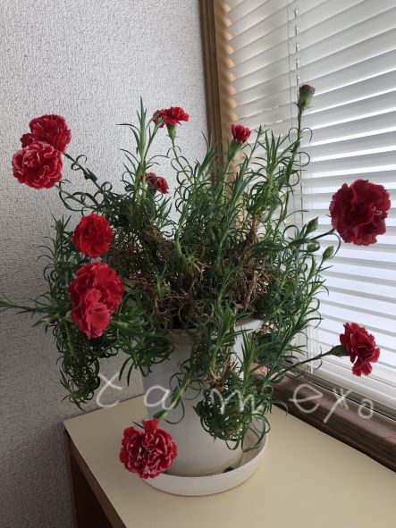 カーネーション