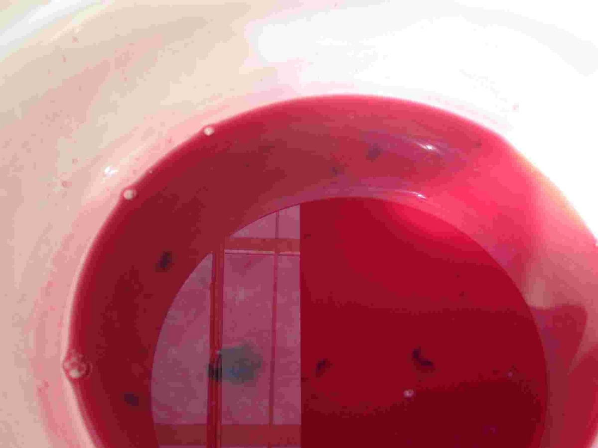梅干し作り