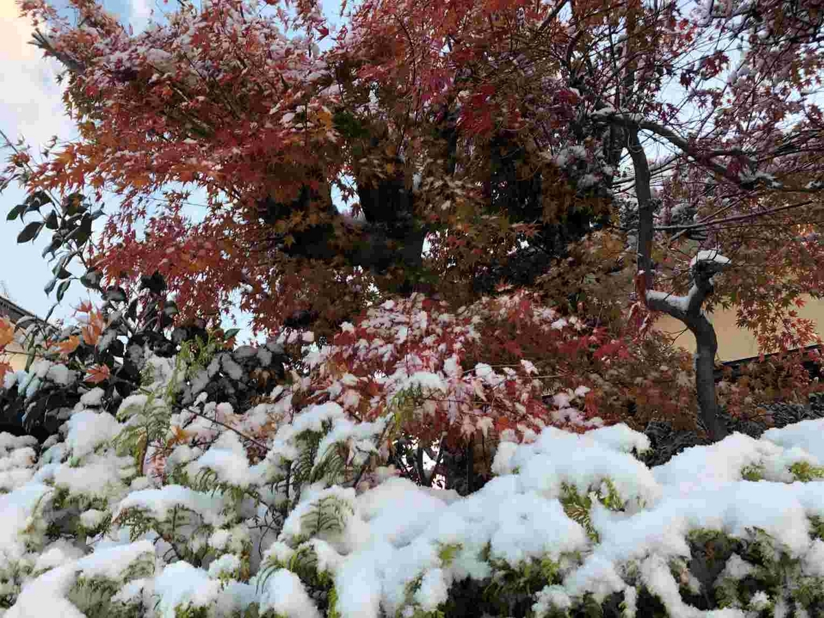 腎臓・健康カプセル